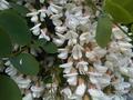 fot. 1 Robinia biała (fot. Emőke Dénes)